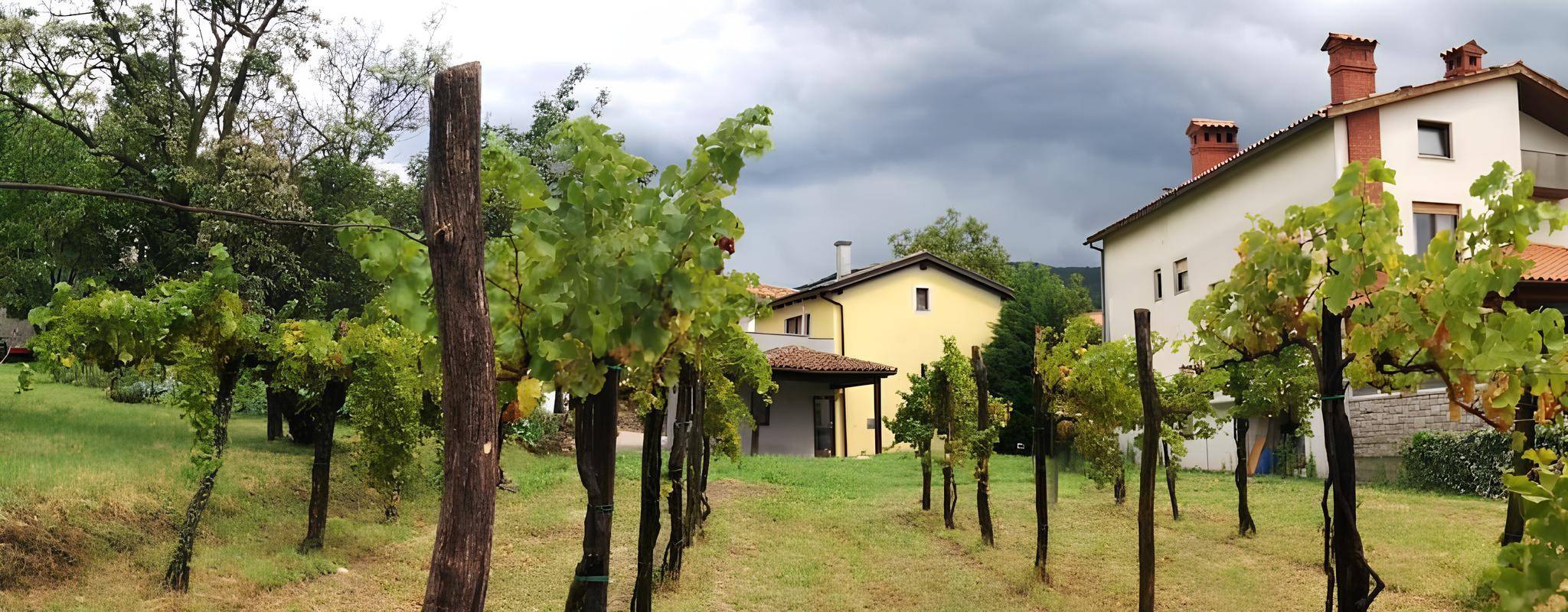 Vineyard