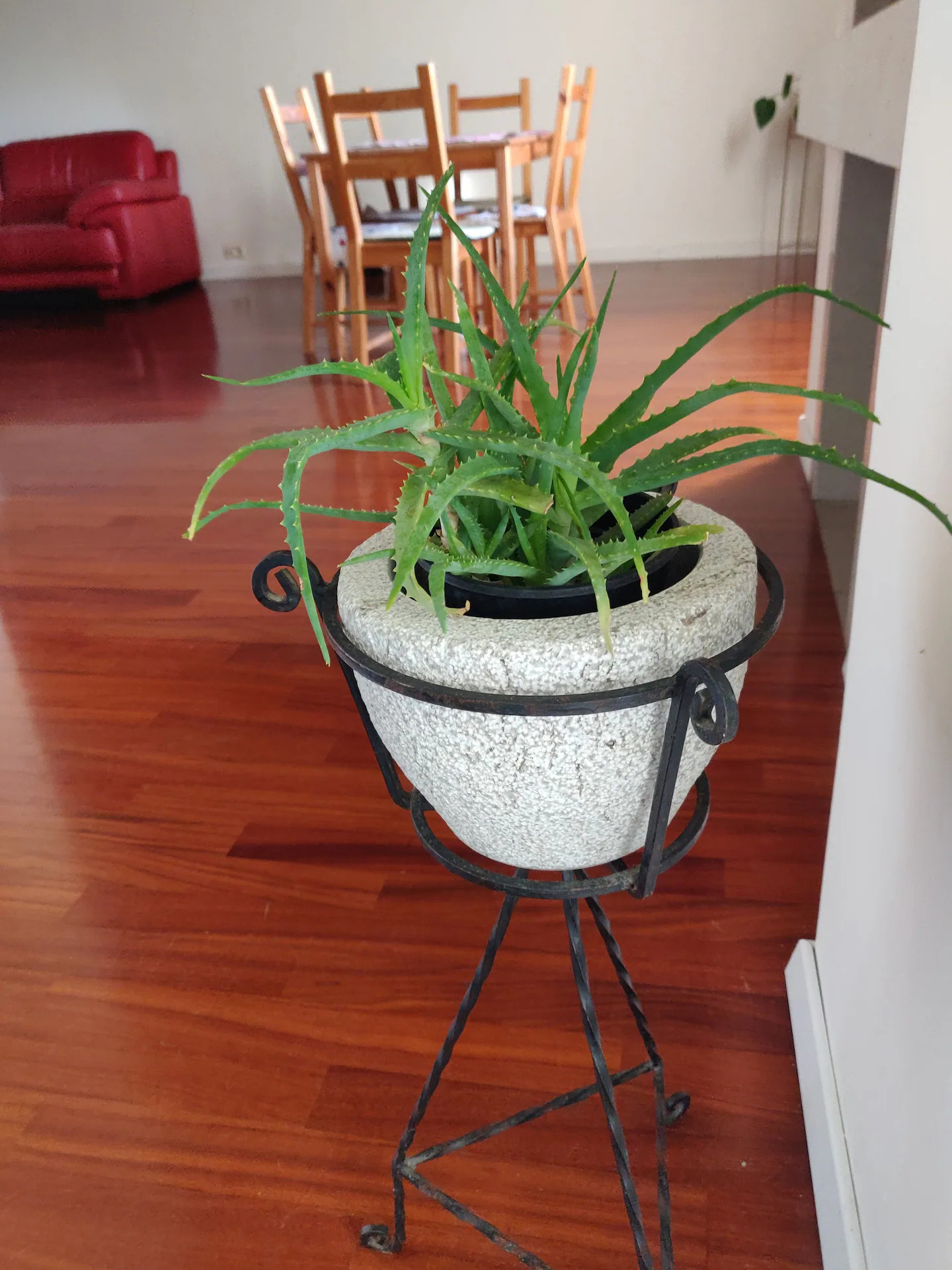 plant